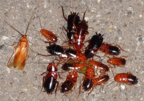 Figure 3. Turkestan cockroaches attracted to spilled food. (Credit: A Sutherland)