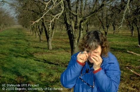 IPM Advisor Carolyn Pickel, first woman Cooperative Extension advisor, worked to solve orchard pest issues for 38 years. (Credit: Jack Kelly Clark)