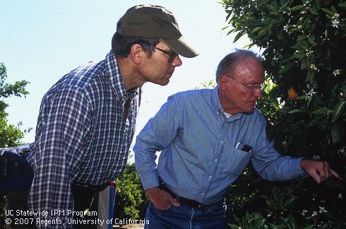 For 30 years Writer/Editor Steve Dreistadt has been developing content for UC IPM including <i>IPM for Citrus</i> and natural enemies information. (Credit: D Rosen)
