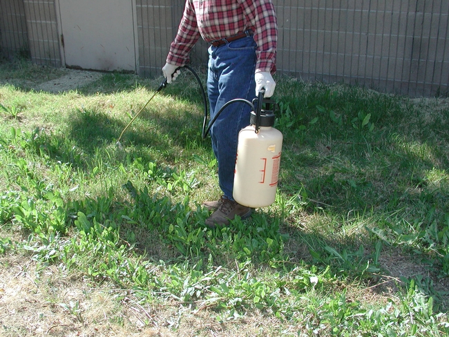 Applying glyphosate from a hand-held sprayer to control weeds. (Credit: CA Reynolds)