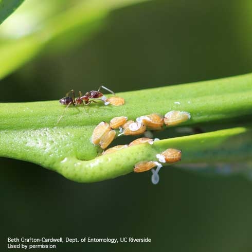 Argentine ant tending the nymphs of the Asian citrus psyllid. (Credit: B Grafton-Cardwell)