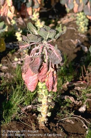 Purple and red leaves on Brussels sprouts caused by Phytophthora root rot. (Credit: Jack Kelly Clark)