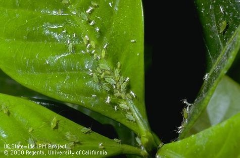 Green peach aphids, <i>Myzus persicae</i>, and their cast skins. (Credit: Jack Kelly Clark)