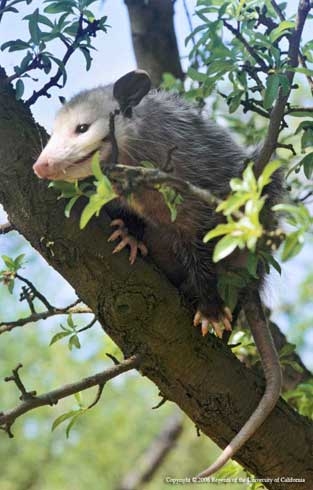 Adult opossum, <i>Didelphis virginiana</i>, in a tree. (Credit: R O'Connell)