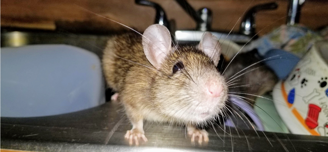 Roof rat on a kitchen sink. (Credit: N Quinn)