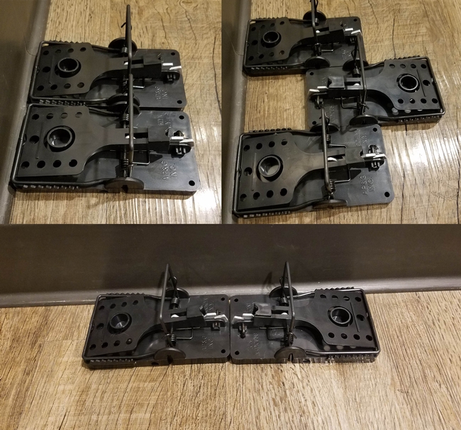 Effective placement of snap traps for rodents. Clockwise from top left: side-by-side, three in a row with alternating triggers, end-to-end. (Credit: B Messenger-Sikes)