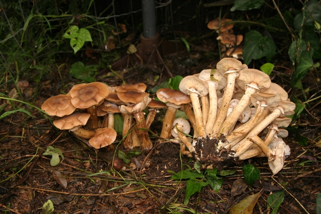 Armillaria mushrooms grow in clusters, have a ring around their stem, and are tan to honey colored. (Credit: J Turney)