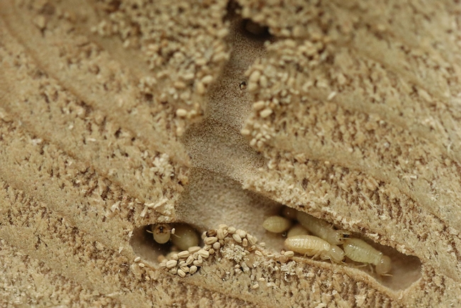 Figure 1: Western drywood termite (<i>Incisitermes minor</i>) immatures. (Credit: S. Taravati)