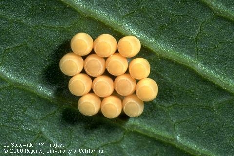 Green stink bug egg cluster. (Credit: Jack Kelly Clark)