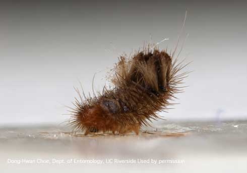 Mature larva of a varied carpet beetle, <i>Anthrenus verbasci.</i> (Credit: DH Choe)