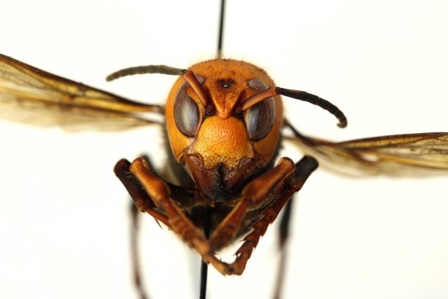 Asian Giant Hornet <i>V. mandarina</i><br>(Credit: Washington State Department of Agriculture)