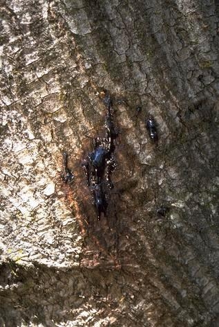 Sap oozing from trunk of coast live oak infested with Phytophthora ramorum. (Credit: P Svihra)
