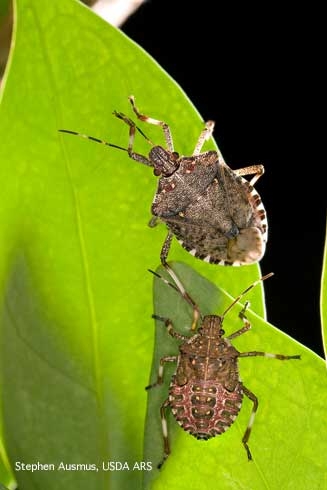 Adult (top) and mature nymph of the brown marmorated stink bug.<br>(Credit: S Ausmus)