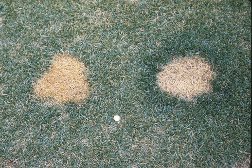 Figure 4. Turfgrass killed by dog urine (Credit: EJ Perry)