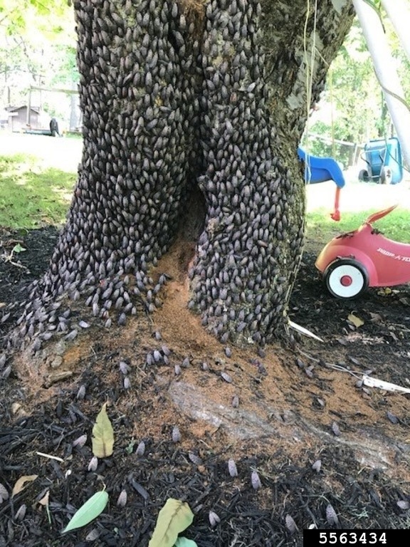 Figure 3. Aggregation of adult spotted lanternflies.
