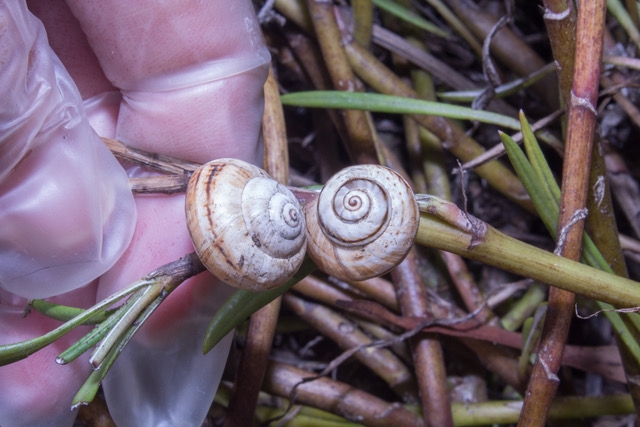 Figure 1. The adult white garden snail has a medium-sized shell about the size of a nickel or dime. (Credit: DR Hodel)