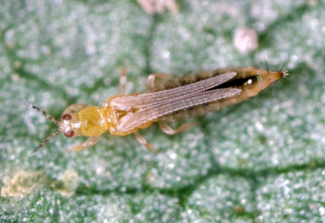 5 Thrips