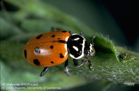 Close up image of adult convergent lady beetle on a leaf.