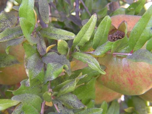 Close up photo of blackish sooty mold covers a branch of green pomegranate leaves and some pomegranate fruit.