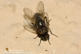 Two black house flies mating.