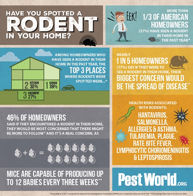 rodent awareness infographic