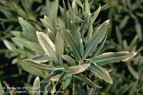 Frost damaged oleander leaves appear lighter and less vibrant than other leaves.