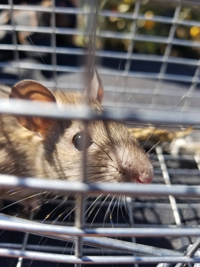 Figure 2. Roof rat captured in live trap. (Credit: N Quinn)