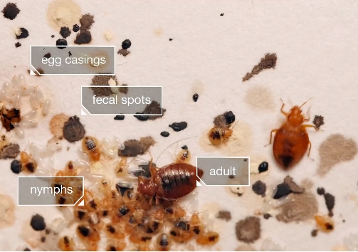 Both bed bug nymphs and adults feed on humans.