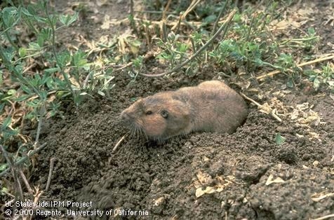 Adult pocket gopher coming out of its burrow in a field.