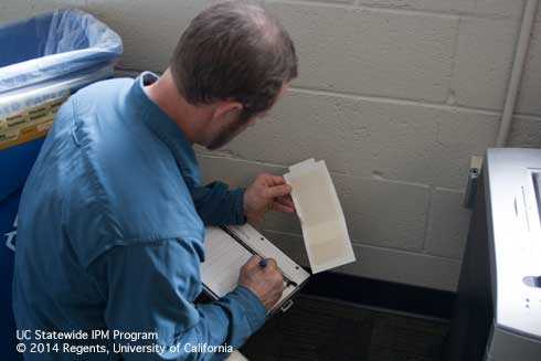 Man crouched down examining sticky trap in an office setting.