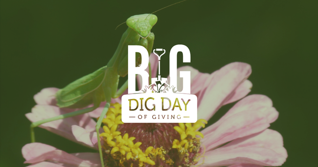 Green mantid straddling a flower with pink petals with white Big Dig Day of Giving logo