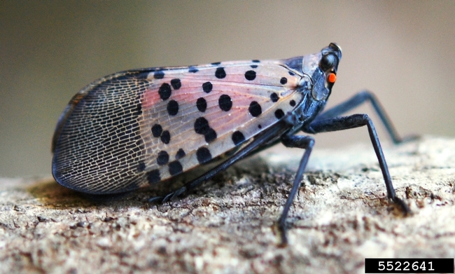 Adult insect with pinkish wings that have black patterning and dots resting on bark.