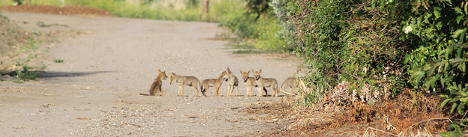 Group of seven coyote pups on a dirt road.