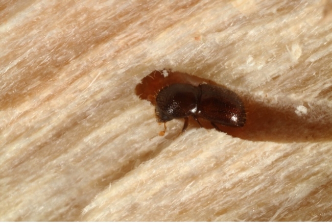 A small black brown beetle in a tunnel gallery in a piece of wood.
