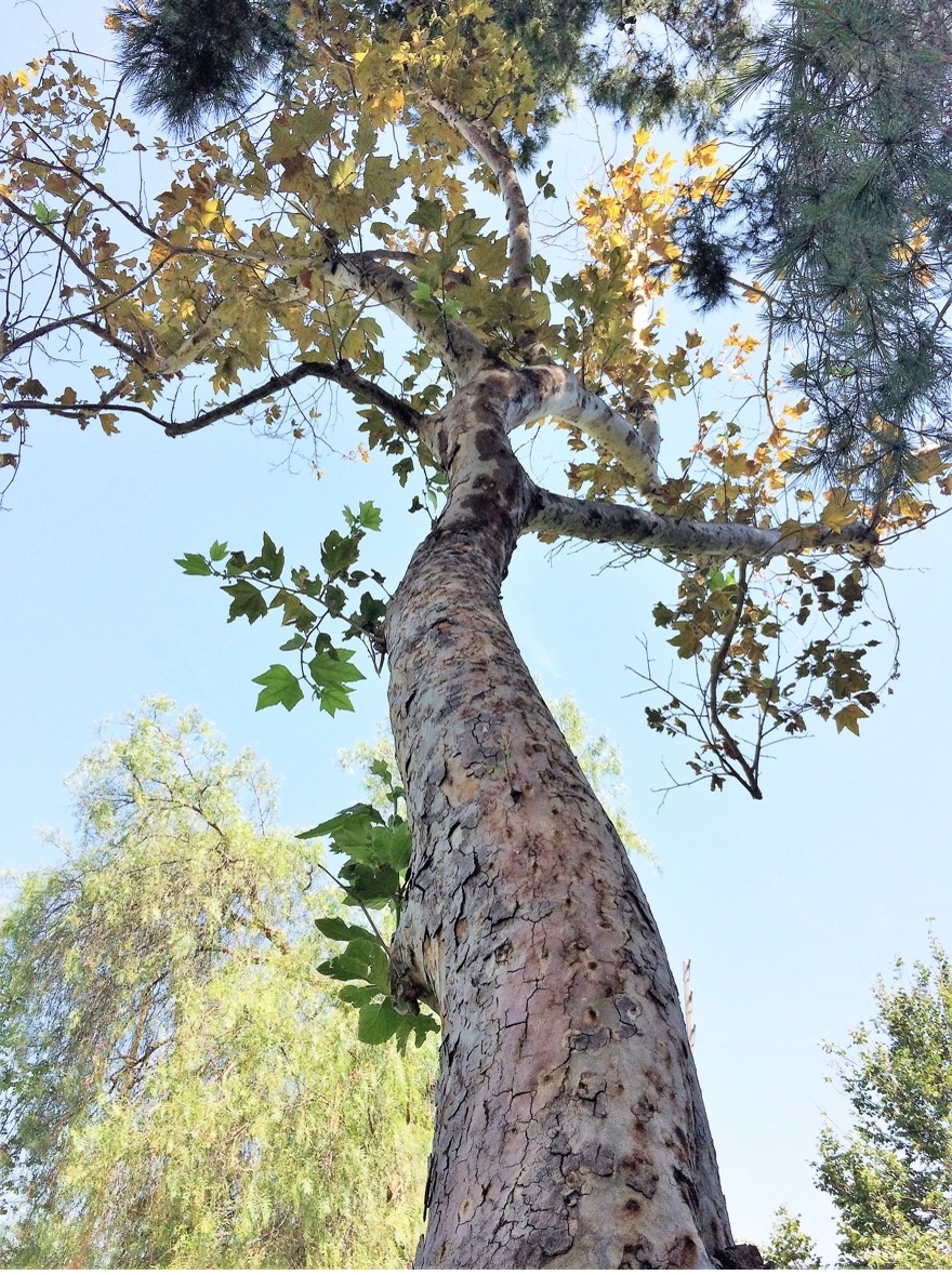 Invasive Shothole Borers – An Ongoing Threat To California’s Trees ...