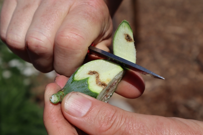 Someone cuts open an unripe fig to show the brown tunneling damage inside.