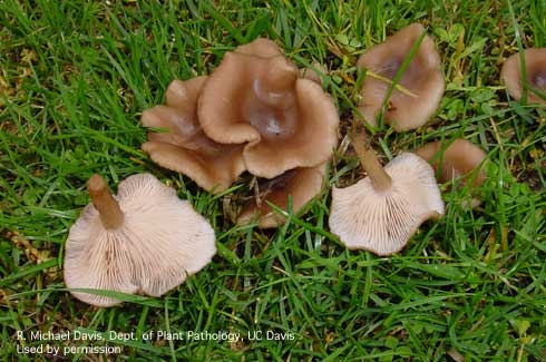 Mushrooms of <i>Clitocybe tarda</i><br>(Credit: RM Davis)
