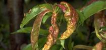 Reddish, puckered, distorted leaves infected by peach leaf curl.<br>(Credit: Jack Kelly Clark) for Pests in the Urban Landscape Blog