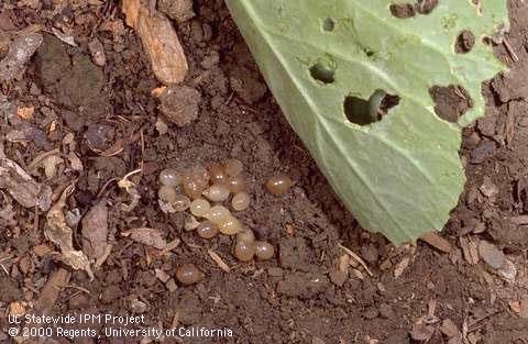 E. Snail eggs. Darker colored eggs are close to hatching