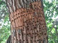Pecking damage by woodpeckers.[Credit: James Jay Farrar]