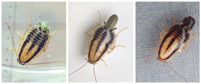 Figure 4. Three female three-line cockroaches with different colored ootheca, from left: mint green, olive green, and brown.