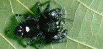 Jumping spider eating a fly. [Credit: Jack Kelly Clark] for Pests in the Urban Landscape Blog