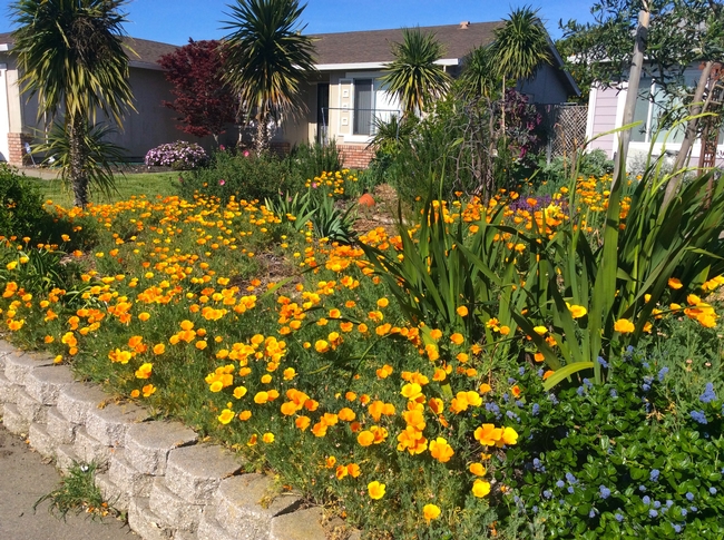 A drought-tolerant garden bed of California poppies, Ceanothus, and Watsonia. Photo by Tina Saravia, UC ANR.