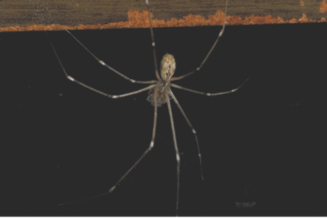 Adult female marbled cellar spider with egg cluster