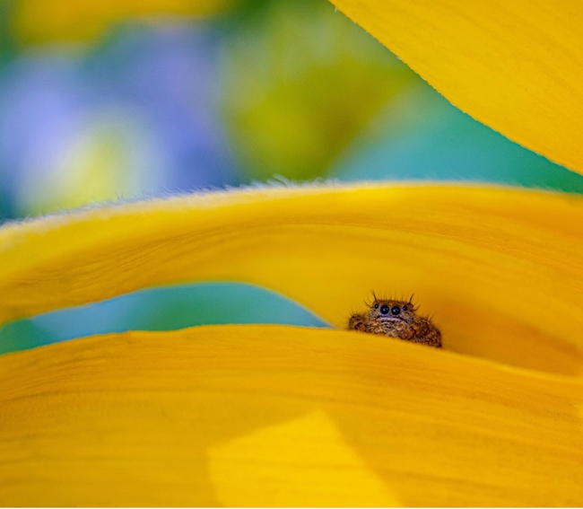 Most spiders, like this jumping spider, prefer to hide from people. [Credit: Dustin Hume, Unsplash]