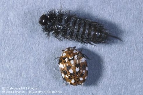 Larva (top) and adult furniture carpet beetle, Anthrenus flavipes. Photo by Jack Kelly Clark.