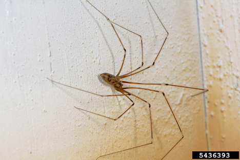 A cellar spider. Photo by Joseph Berger, Bugwood.org.