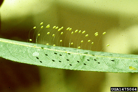 Green lacewing eggs by Whitney Cranshaw, Colorado State University, Bugwood.org