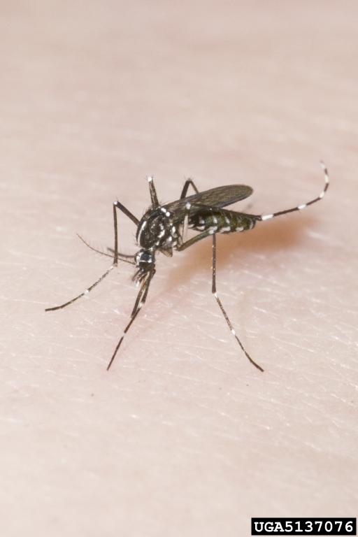 The invasive Asian tiger mosquito (Aedes albopictus). Photo by Susan Ellis, Bugwood.org