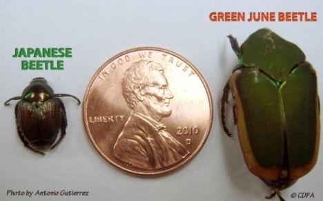 Size comparison between adults of Japanese beetle, Popillia japonica left, and green fruit beetle or green June beetle, Cotinis mutabilis. Photo by Antonio Gutierrez, California Department of Food and Agriculture.